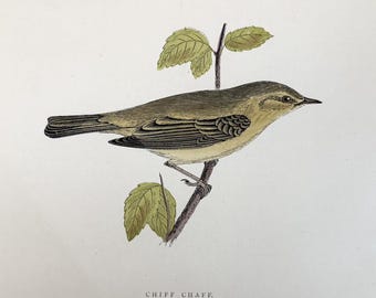 Een handgekleurde houtsnede uit ca. 1870 van een tjiftjaf door de Victoriaanse natuuronderzoeker ds Francis O. Morris en graveur Alexander Francis Lydon.