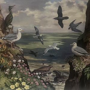 Pode incluir: Uma impressão vintage que retrata várias aves marinhas, incluindo gaivotas e corvos-marinhos, num cenário costeiro. A obra de arte apresenta uma ilustração detalhada das aves, com um pano de fundo do mar e falésias, e focas na água.