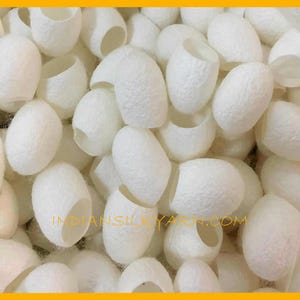 Puede incluir: Primer plano de numerosos capullos de seda blancos. Los capullos son ovalados, con una superficie texturizada y un extremo abierto. La imagen incluye el texto "INDIANSILKYARN.COM".