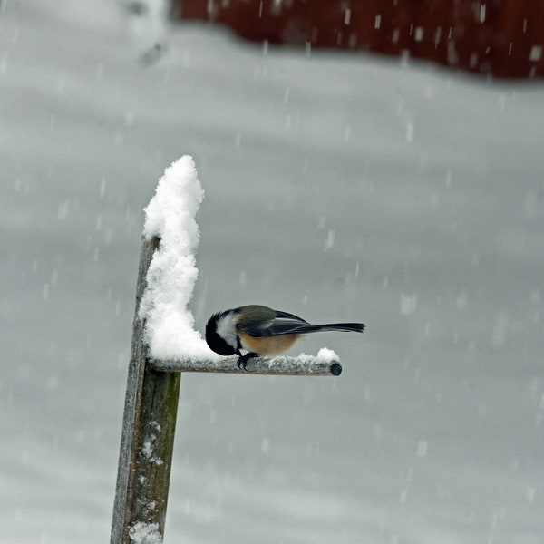 Chickadee surviving a snowstorm
