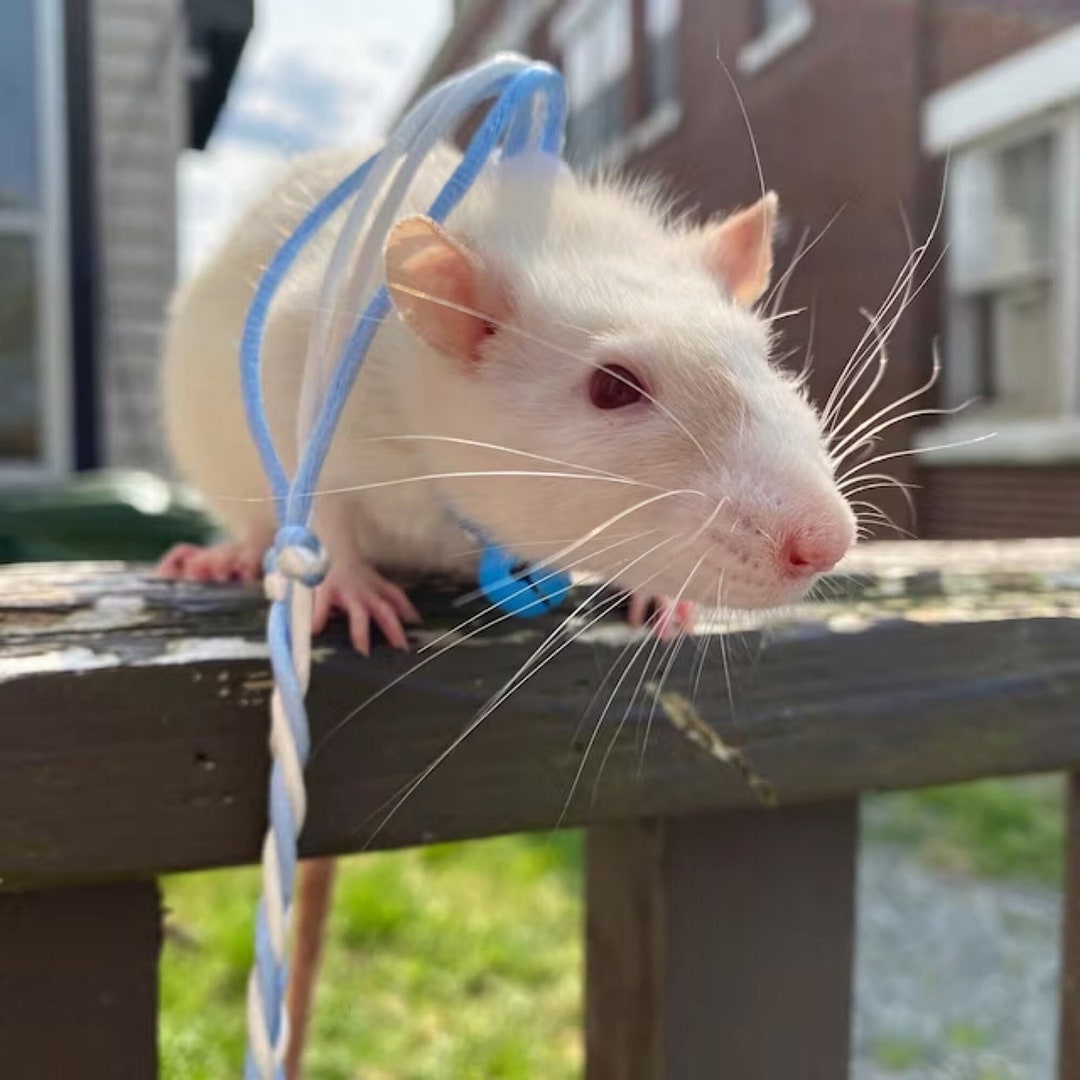 Small Pets Harness Rat Harness Rat Leash Mice Leash Rabbit Etsy