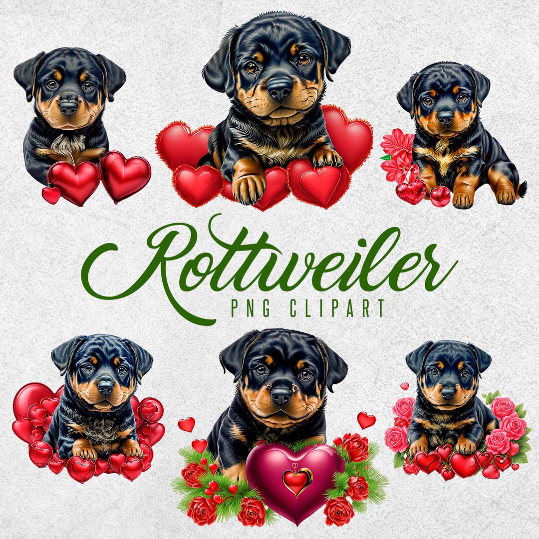 Rottweiler PNG Portrait Clipart. Digital Download Set. 12 Files for ...
