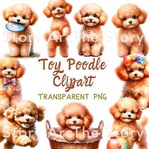 Clipart de poodle de brinquedo aquarela, poodle PNG, download digital, clipart de cachorro de uso comercial, design de sublimação de filhote de cachorro, planejador digital, diário