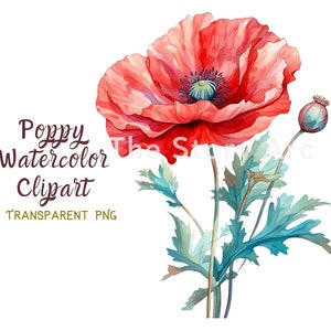 Clipart de papoula em aquarela, PNG de papoula, download digital para scrapbooking, criação de cartões, arte de parede, sublimação, diário de sucata, papelaria, artesanato