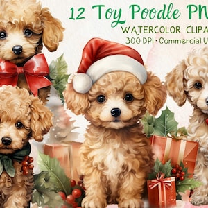 Poodle Toy Clipart de Natal, 12 Poodle PNG, Filhote de Poodle Fofo em Aquarela Clipart de Natal, Cartão de Papelaria, Papelaria, Artesanato, Scrapbook, Diário