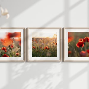 Three printable wall art, &quot;Golden Poppy&quot;, digital nature photo, instant download, home decor, art to print yourself