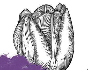 Tulip - Sketch - Hatching