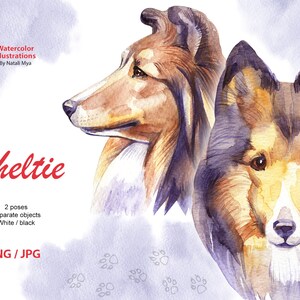 Watercolor dog, Sheltie, Shetland Sheepdog, dog clipart, Shetland Collie, dog breed png