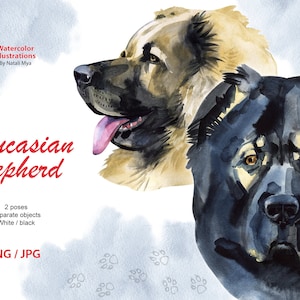Watercolor dog, Caucasian shepherd breed, fluffy dog clipart, dog breed png