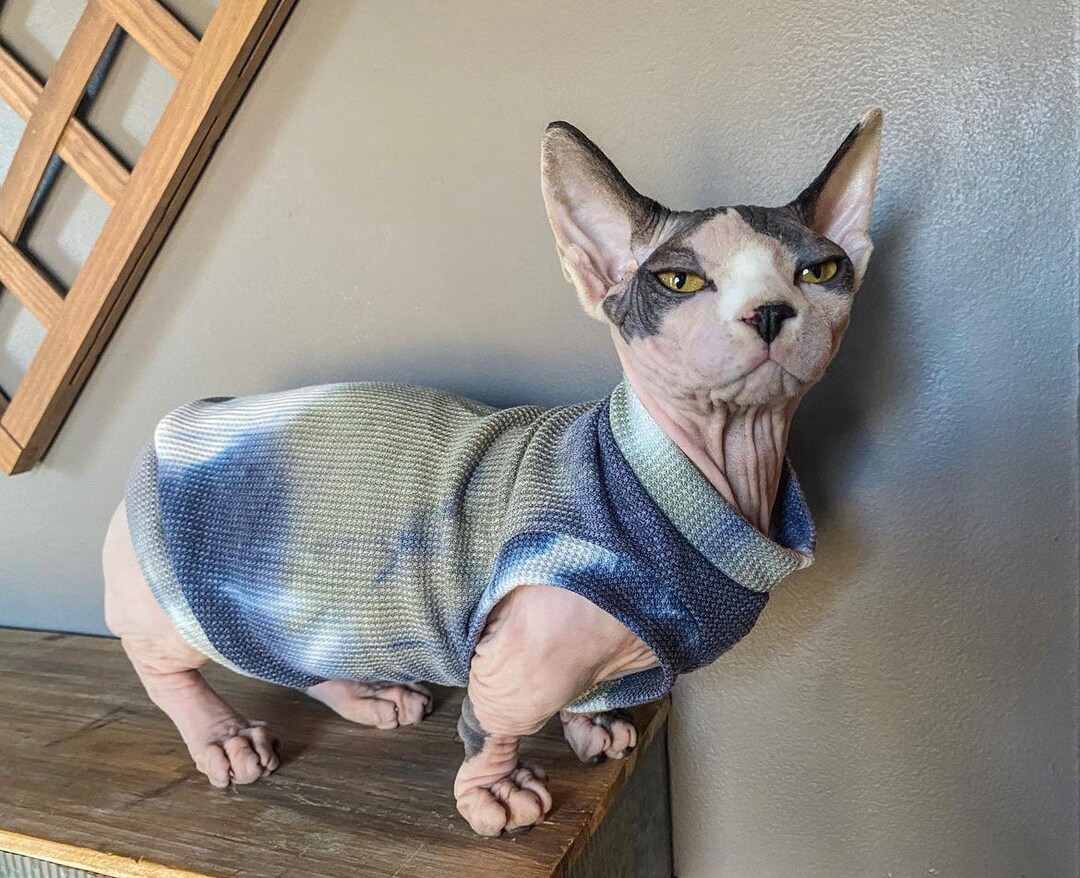 Sphynx Cat Shirt Sphynx Cat Clothes Hairless Cat Clothes Sphynx Cat 