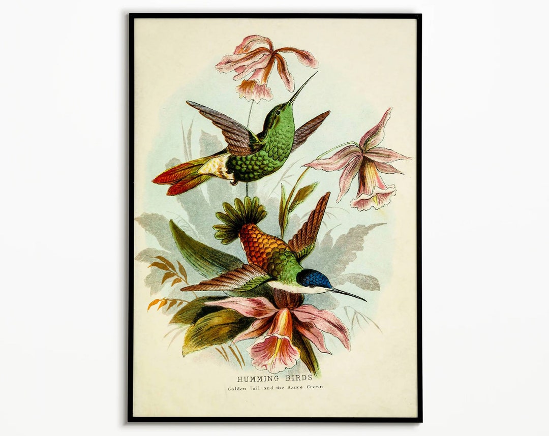 Vintage Hummingbird Art Print: Ornithology Scientific Illustration