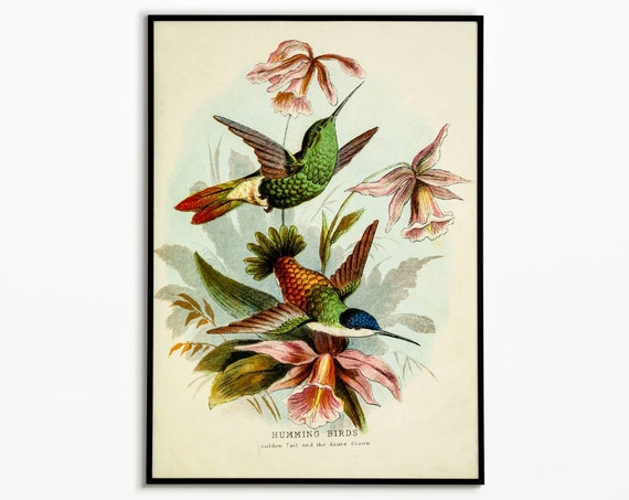 Vintage Hummingbird Art Print: Ornithology Scientific Illustration