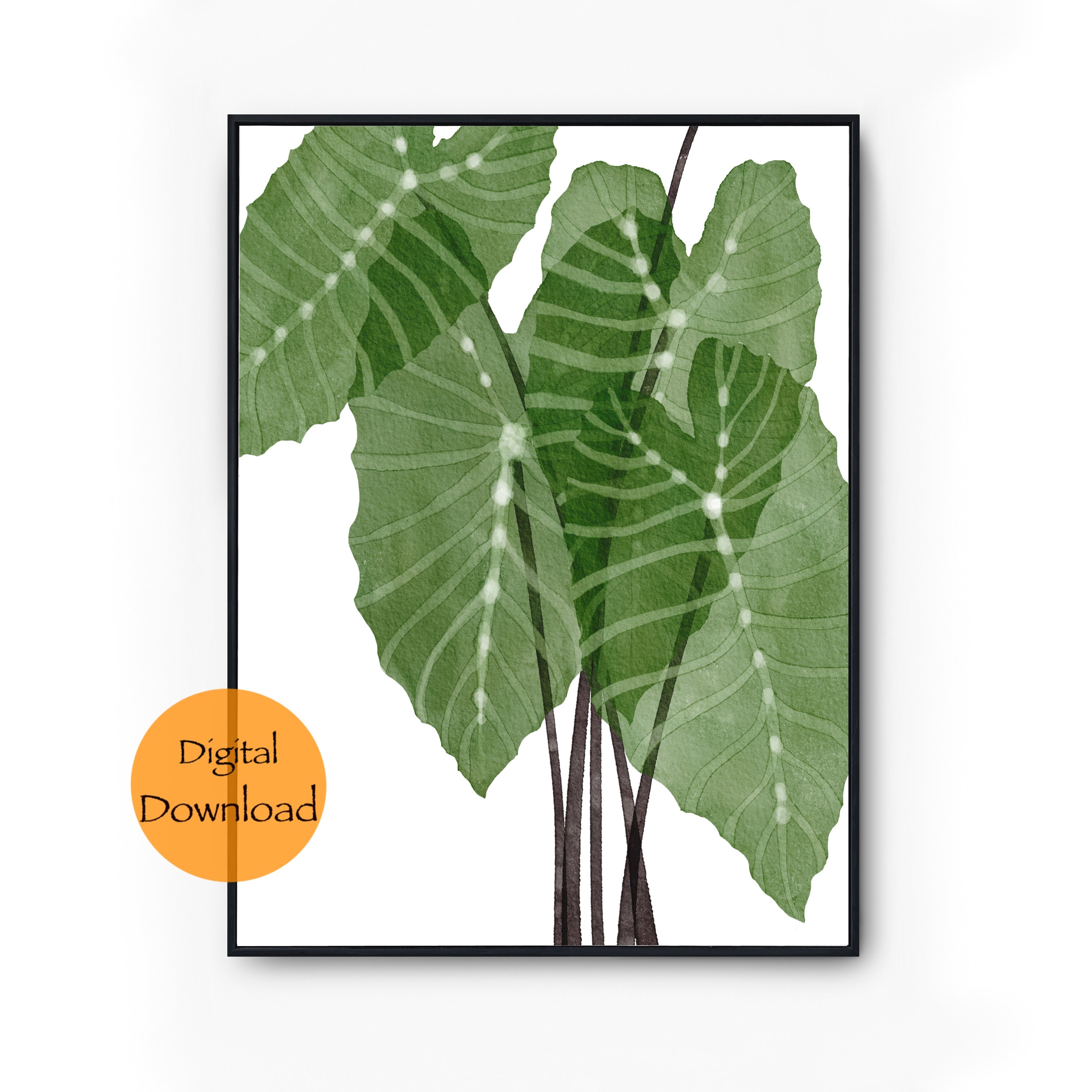 buy monstera deliciosa broward Monstera Deliciosa  Little Tree Homestead