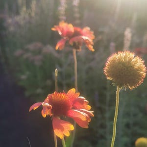 May include: Close-up of vibrant orange and yellow flowers in a garden setting, illuminated by sunlight. The petals are delicate and the blooms are in various stages of opening. The background is a soft blur of green and purple.