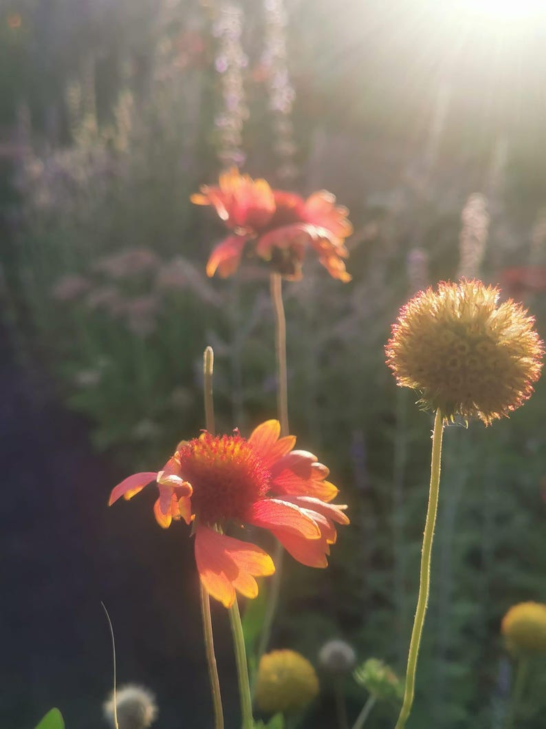 May include: Close-up of vibrant orange and yellow flowers in a garden setting, illuminated by sunlight. The petals are delicate and the blooms are in various stages of opening. The background is a soft blur of green and purple.