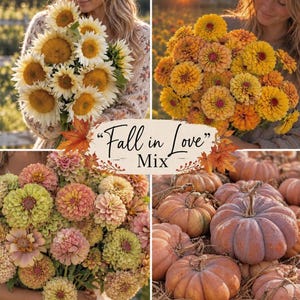May include: A collage featuring four images: a bouquet of white and yellow sunflowers, a bouquet of orange and yellow zinnias, a bouquet of pink and lime green zinnias, and a group of pumpkins. The text "Fall in Love Mix" is centred.