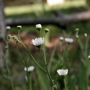 May include: Close-up of delicate white wildflowers with yellow centers, set against a blurred green background. The flowers have thin green stems and are in various stages of bloom, with some still in bud form. The scene evokes a sense of natural beauty.