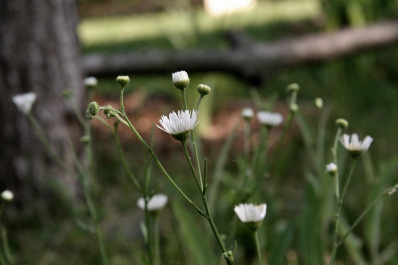 May include: Close-up of delicate white wildflowers with yellow centers, set against a blurred green background. The flowers have thin green stems and are in various stages of bloom, with some still in bud form. The scene evokes a sense of natural beauty.
