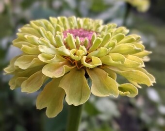 NEW! Zinnia Queen Lime blush, Queeny Lime collection with blush, annual, zinnia elegans, 10+ seeds