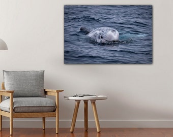 Risso's Dolphin Photo, Dolphin Photography, Dolphin Photo, Dolphin Wall Décor, Dolphin Wall Art, Beach House Wall Décor, Dolphin Art