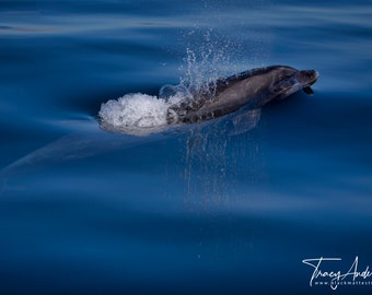 Bottlenose Dolphin Print, Dolphin Photography, Dolphin Canvas Photo, Fine Art Ocean Photography Print, Dolphin Metal Print, Dolphin Wall Art