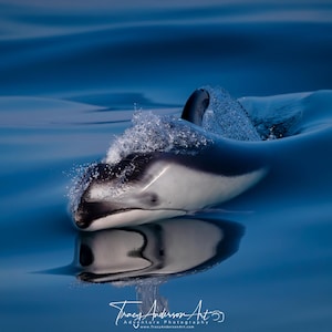 Pacific White-Sided Dolphin Wall Art, Dolphin Gliding Through Water Photo, Ocean Wildlife Print, Marine Life Photography Decor