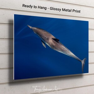Common Dolphin Wall Art, Ocean Wildlife Photography Print, Dolphin Gliding Underwater Photo, Marine Life Coastal Decor for Ocean Lovers