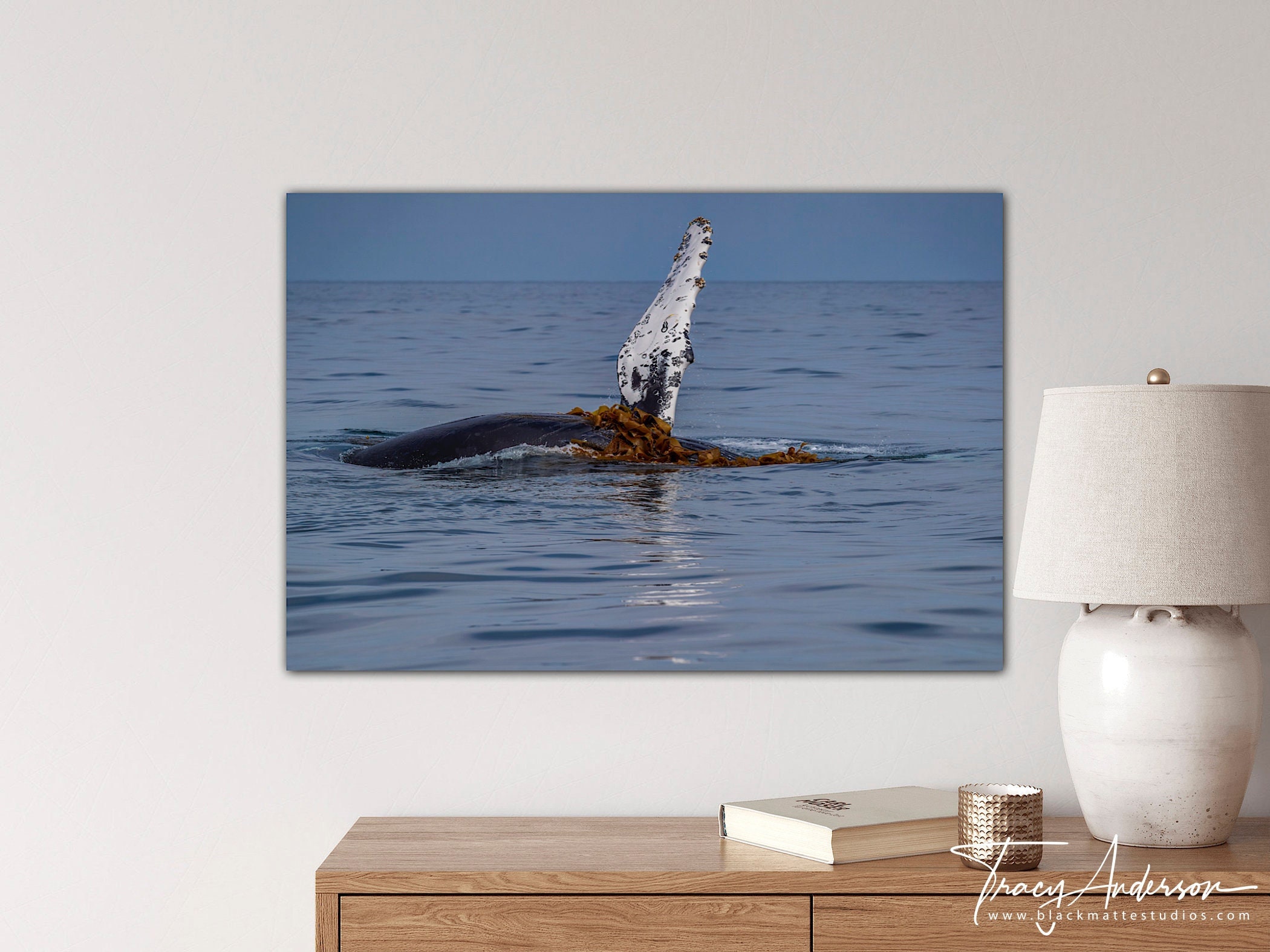 Humpback Whale in Kelp Photo Humpback