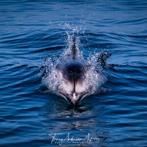 Pacific White-Sided Dolphin Photo, Ocean Wildlife Wall Art, Splashing Dolphin Print, Marine Life Coastal Decor, Ocean Animal Photography