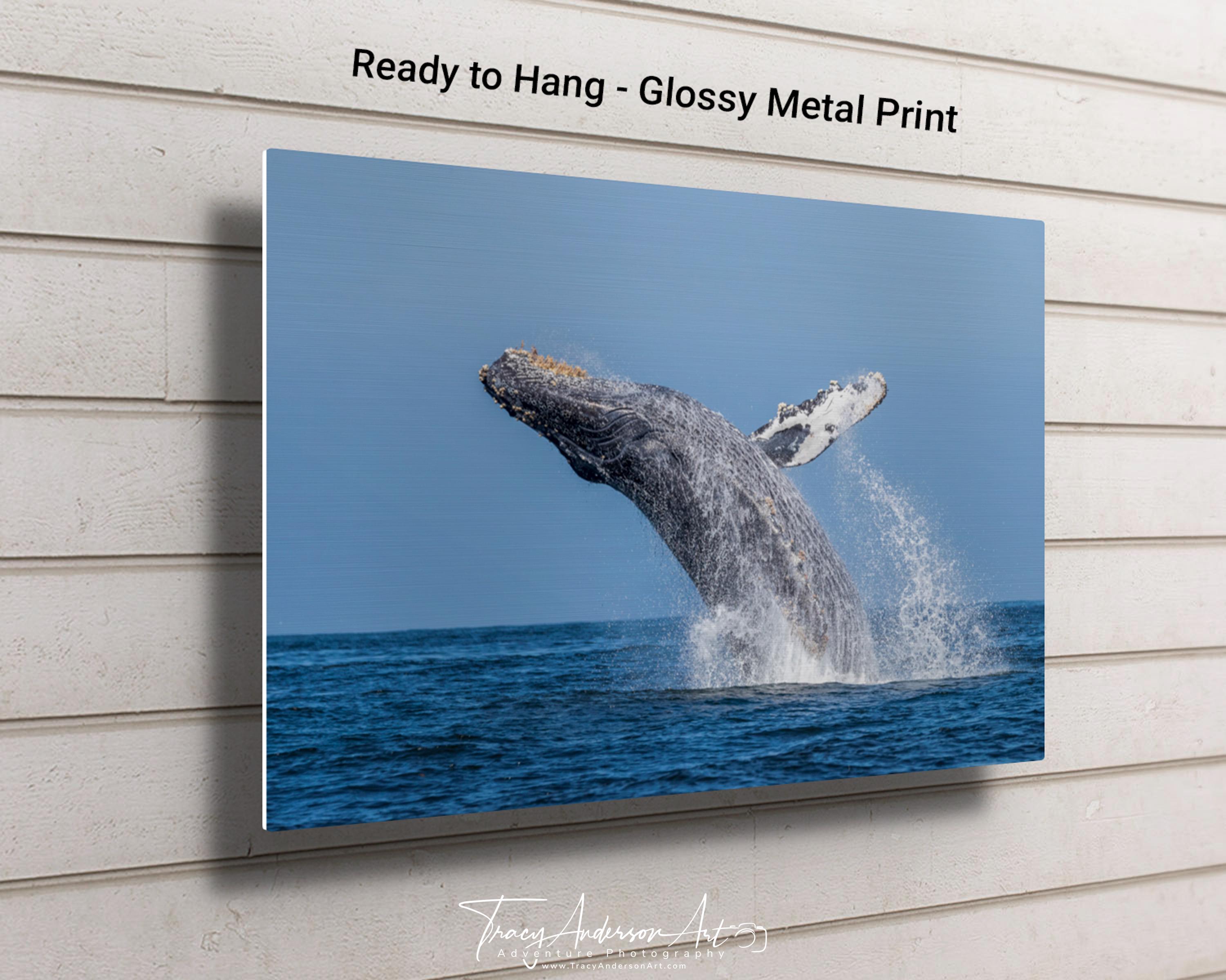 Breaching Humpback Whale Photo Print, Ocean Wildlife Wall Art, Coastal ...