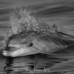 Dolphin Wall Art, Ocean Wildlife Photography, Marine Life Print, Dolphin Picture for Wall, Coastal Decor, Sea Life Wall Art