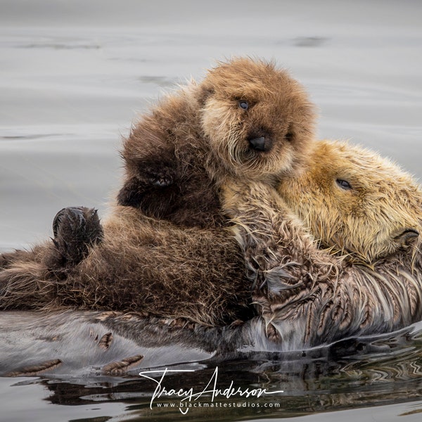 Sea Otter Mom and Pup Photo, Morro Bay Sea Otters, Morro Bay Photography, Sea Otter Photography, Sea Otter Metal Print, Sea Otter Wall Décor