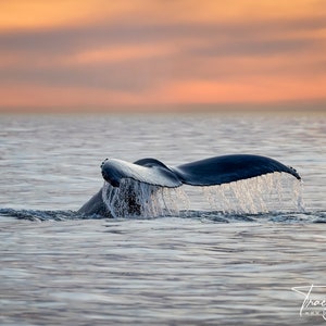 Humpback Whale Tail at Sunset Photo, Whale Tail Photography, Fine Art Ocean Photography Print, Beach House Wall Décor, Whale Print