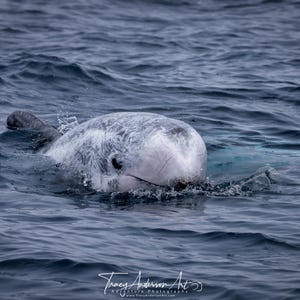 Risso&#39;s Dolphin Photo, Unique Dolphin Wall Art, Marine Wildlife Photography, Ocean Nature Print, Coastal Decor for Sea Lovers