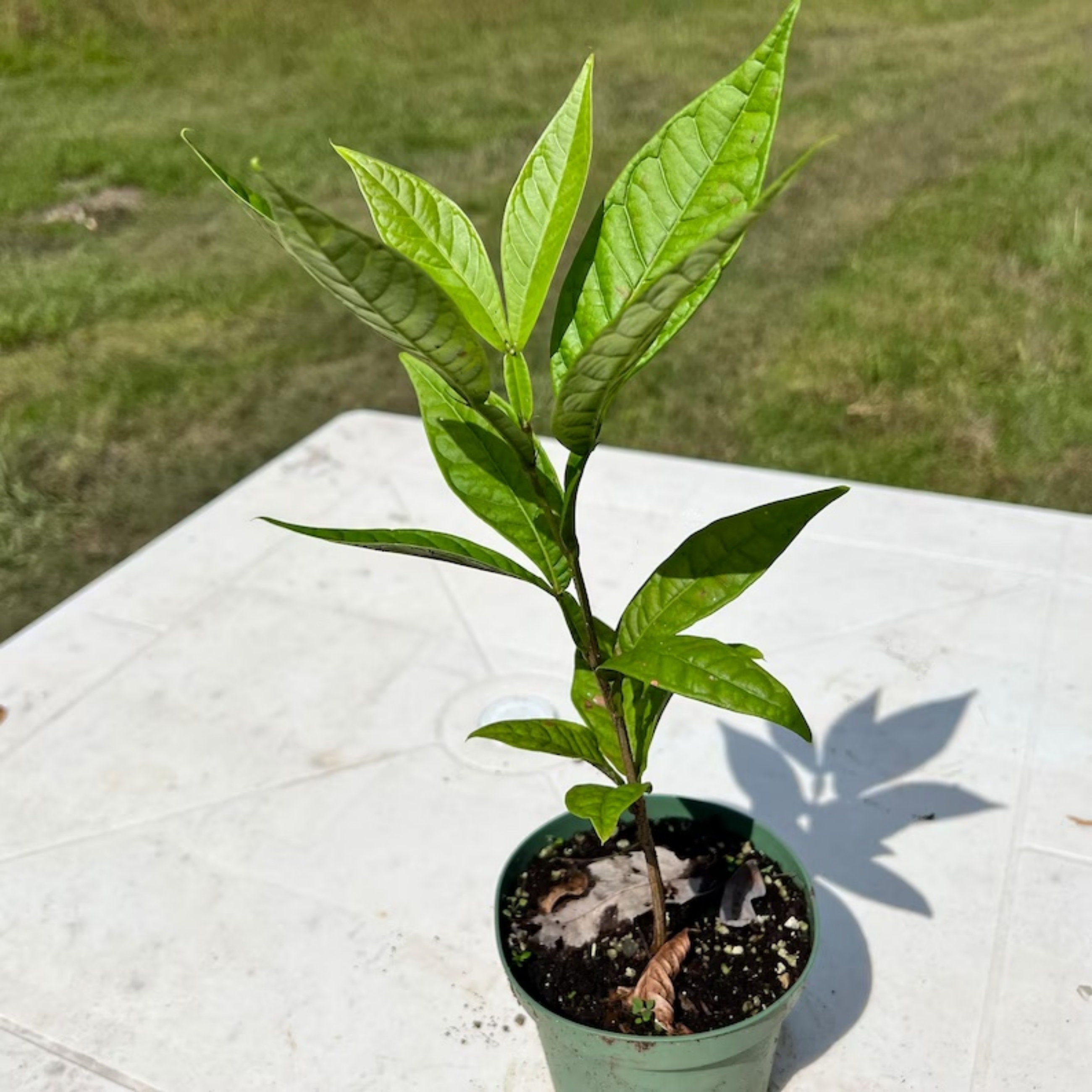 Jumbo Ice Cream Bean Tree inga Edulis Guama Machete Tropical Etsy