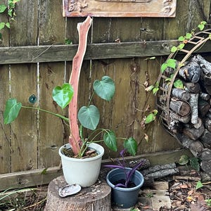 May include: A green-leafed plant in a white ribbed pot with a tall, flat, reddish-brown cedar wood plank support. Next to it sits a smaller gray pot containing a purple-leafed plant. Both pots rest on a circular wooden tree stump.