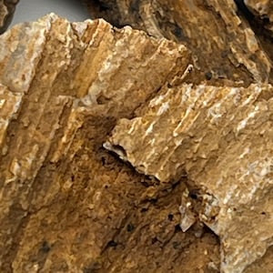 May include: Close-up of a piece of fossilized wood with a layered, striated texture. The wood is a light brown color with white streaks and patches.