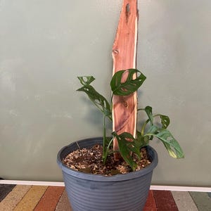 May include: A Monstera adansonii plant with green, fenestrated leaves growing in a dark gray, ribbed plastic pot. A tall, narrow, reddish-brown cedar wood plank with a natural bark edge is inserted into the soil to serve as a support stake.