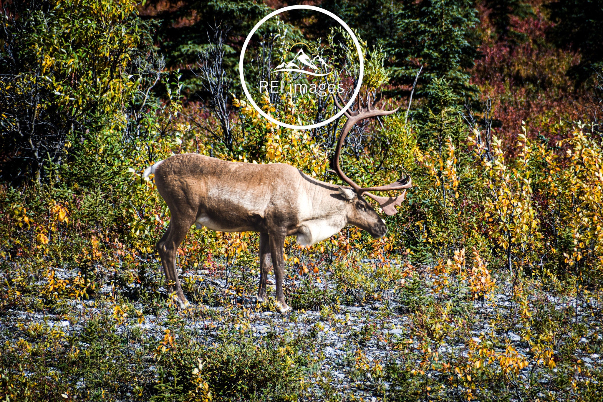 Caribou Picture, Alaska Caribou, Alaska Picture, Caribou Print, Wall ...