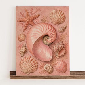 Könnte beinhalten: Ein gerahmter Kunstdruck mit einer Sammlung verschiedener Muscheln und einem Seestern auf einem gedämpften korallenrosa Hintergrund. Im Mittelpunkt steht ein großes Nautilus-Gehäuse, umgeben von kleineren Muscheln, Schneckenhäusern und Korallenmotiven.