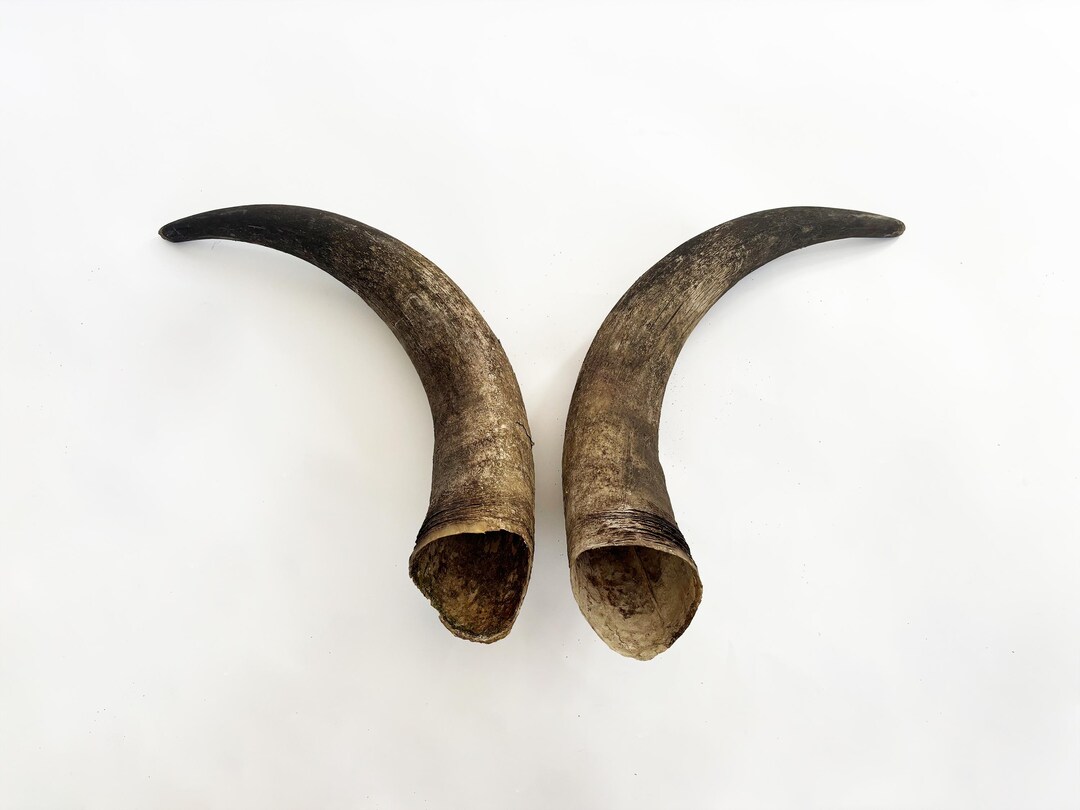 Primitive Bull Horns - Etsy