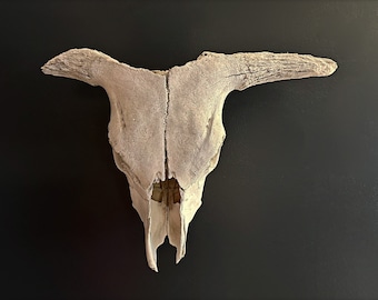 Antique Bull Skull