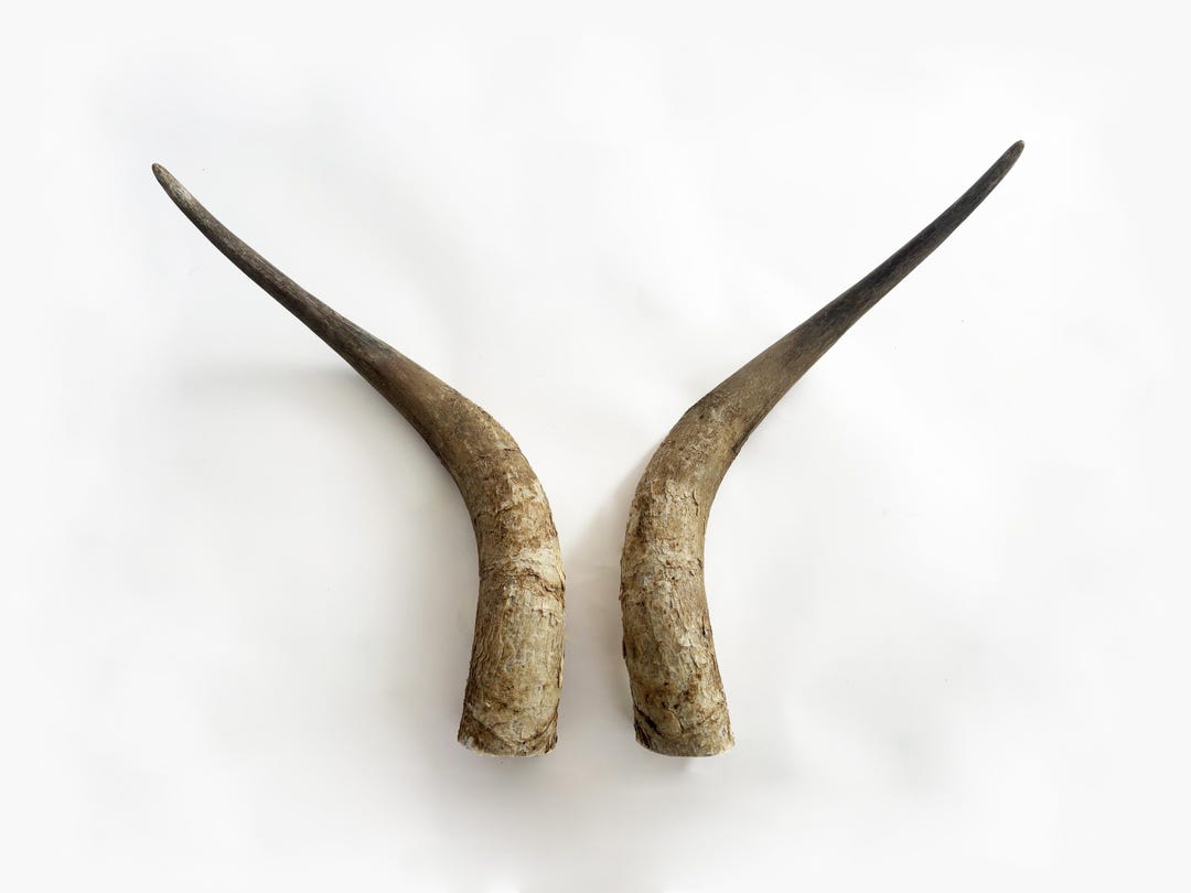Primitive Longhorn Bull Horns - Etsy