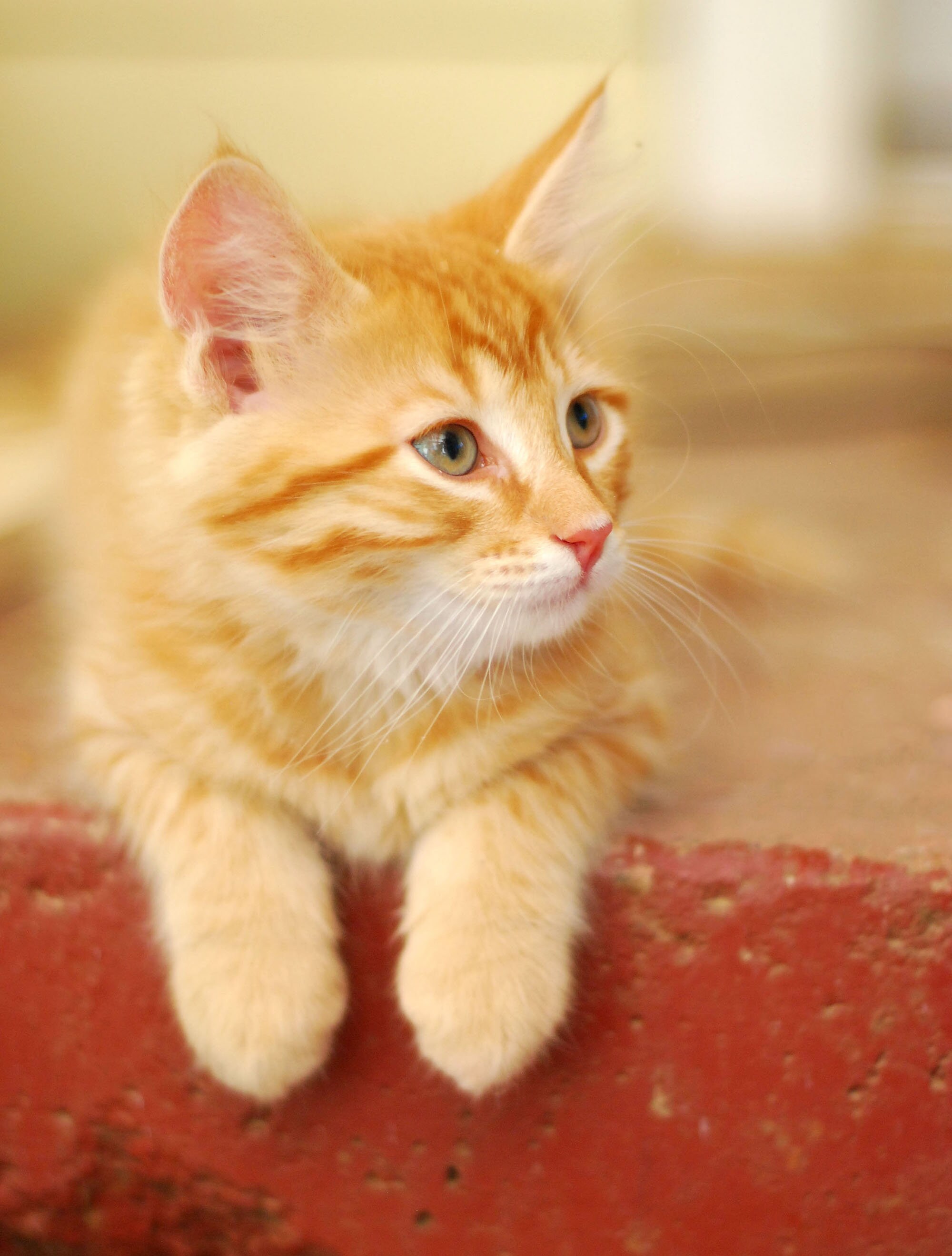 fine-art-cat-photography-print-color-photo-print-home-decor-etsy