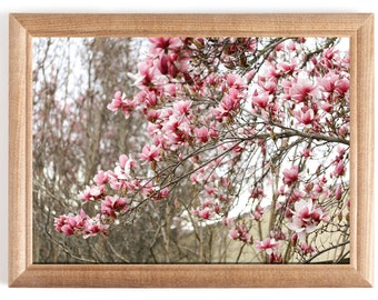 Fine Art Magnolia Tree Photography- Color Photo Print Home Decor