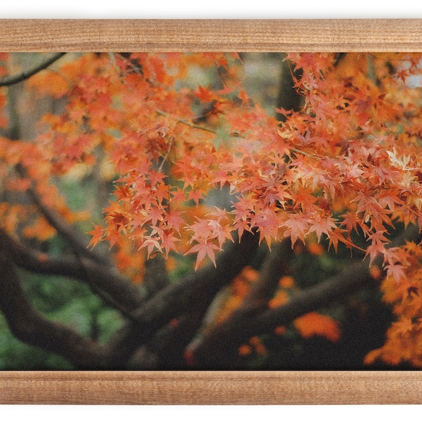 Fine Art Vintage Japanese Maple Tree Photography- Autumn Color Film Photo Print