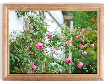 Fine Art Roses Photography Print- Color Photo Print Home Decor