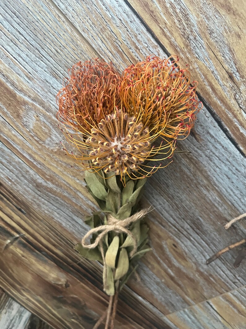 3 Dried Leucospermumpincushion Protea Stems Tied Together With Twine