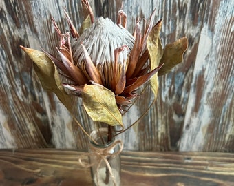 Dried White King Protea Flower in vase