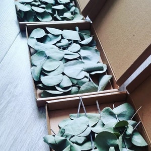 Dried Eucalyptus Stems - foilage - weddings - crafts